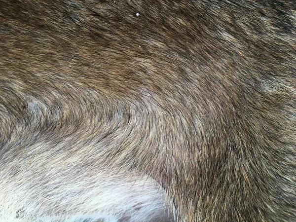 Zbliżenie Włosy Psa Tekstury — Zdjęcie stockowe