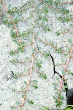 Doğa bahçesindeki kuru toprakta taze yeşil çimenler.