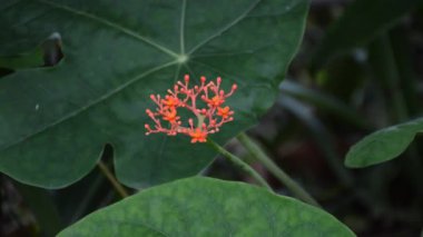 Doğa bahçesinde Jatropha podagrica çiçeği