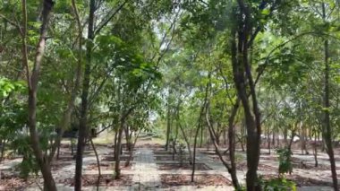 Tayland 'da ormanda doğa yürüyüşü