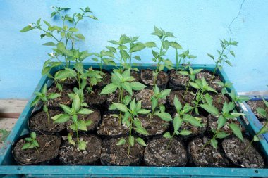 Doğa bahçesinde taze yeşil acı biber ağacı