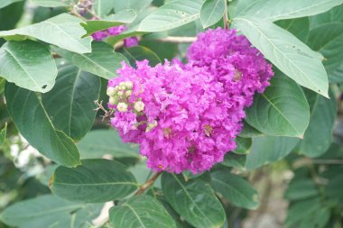 Lagerstroemia Specosa Çiçeği Doğa Bahçesinde