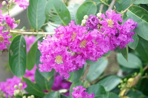 Lagerstroemia Speciosa Flower Nature Garden — Stock Photo, Image