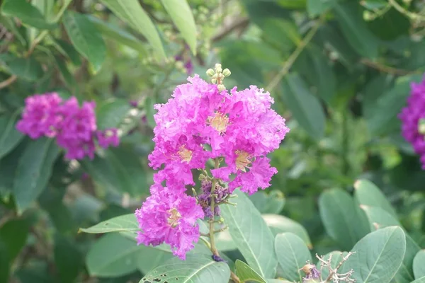 Квітка Перози Лагерстромії Саду — стокове фото