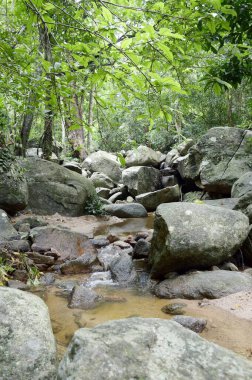 Tayland 'da Chonburi' de doğa ormanı.