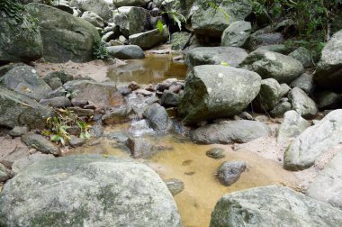 Tayland 'da Chonburi' de doğa ormanı.