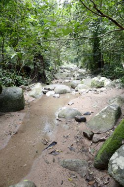 Tayland 'da Chonburi' de doğa ormanı.