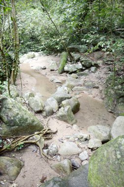 Tayland 'da Chonburi' de doğa ormanı.