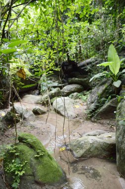 Tayland 'da Chonburi' de doğa ormanı.