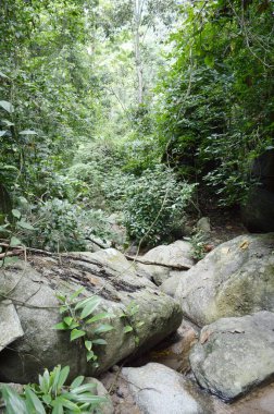 Tayland 'da Chonburi' de doğa ormanı.