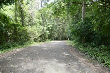 Chonburi, Tayland 'da ormanda yol.