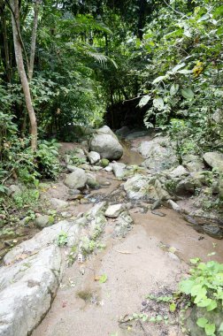 Tayland 'da Chonburi' de doğa ormanı.