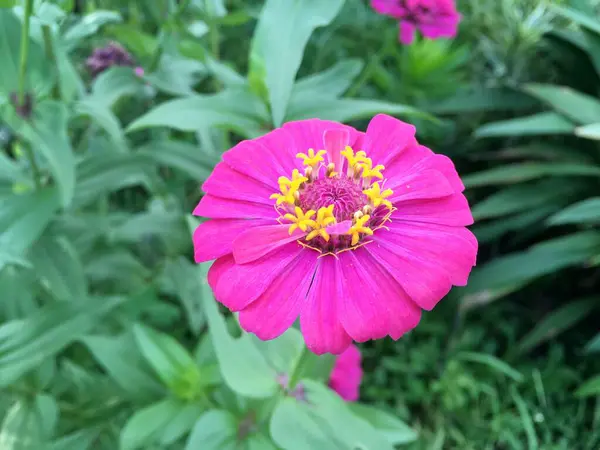 Rosa Zinnia Blomma Naturen Trädgård — Stockfoto