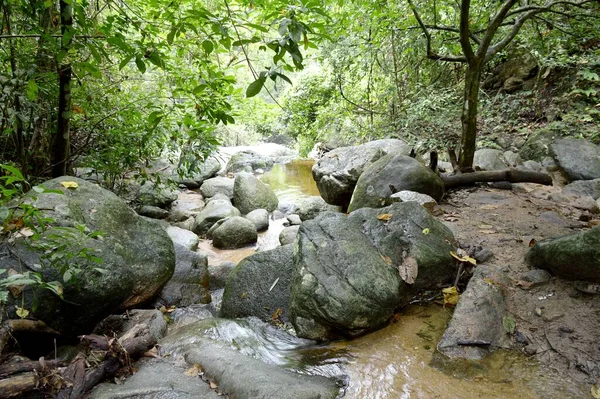 Nature Forest Chonburi Thailand — Stock Photo, Image