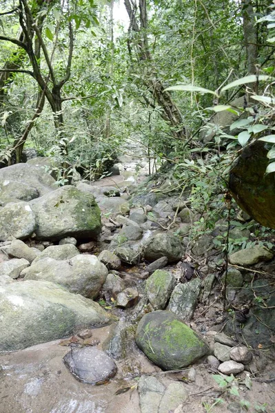 Naturwald Chonburi Bei Thailand — Stockfoto