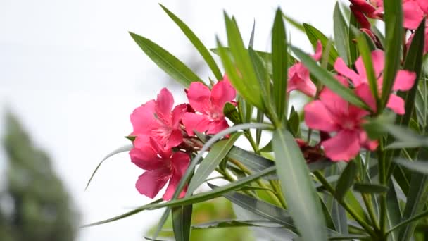 自然界花园中的粉红中性油菜花 — 图库视频影像