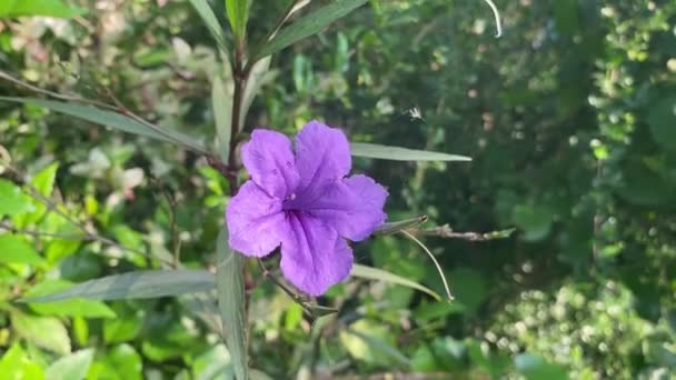 Purple Flower Nature Garden — Stock Video