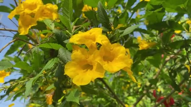 Gelbe Tecoma Stans Blume Naturgarten — Stockvideo