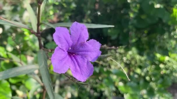 Purple Flower Nature Garden — Stock Video