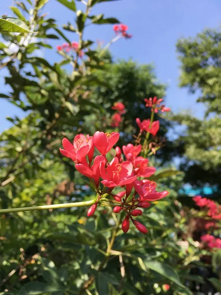 Jatropha Integerrima Květ Zahradě Přírody — Stock fotografie