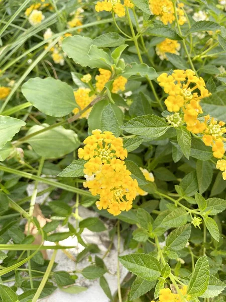 Flor Lantana Amarilla Jardín Natural —  Fotos de Stock