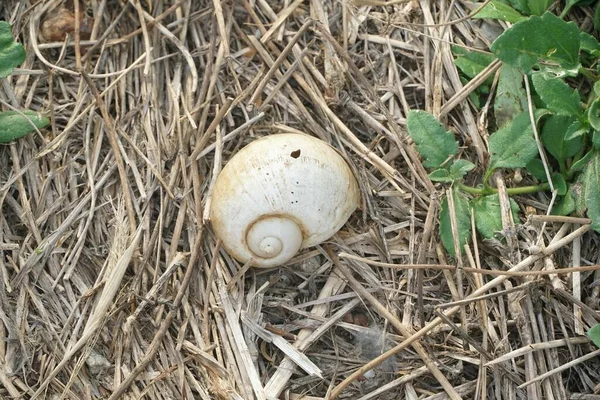 Csatornázott Alma Köröm Földön Pomacea Canaliculata — Stock Fotó