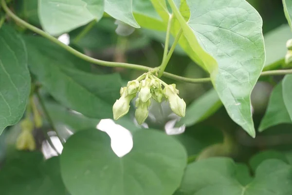 Telosma Cordata Λουλούδι Στον Κήπο Της Φύσης — Φωτογραφία Αρχείου