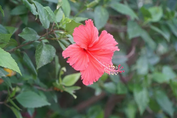 Rode Hibiscus Bloem Natuur Tuin — Stockfoto