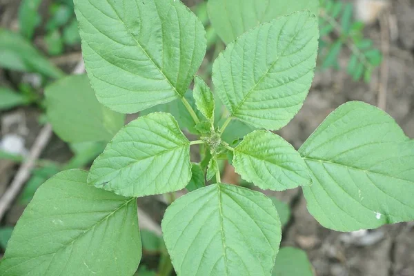 Verde Fresco Amaranthus Viridis Árvore Jardim Natureza — Fotografia de Stock