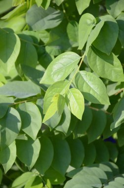 Bahçede taze yeşil yıldız bektaşi üzümü ağacı