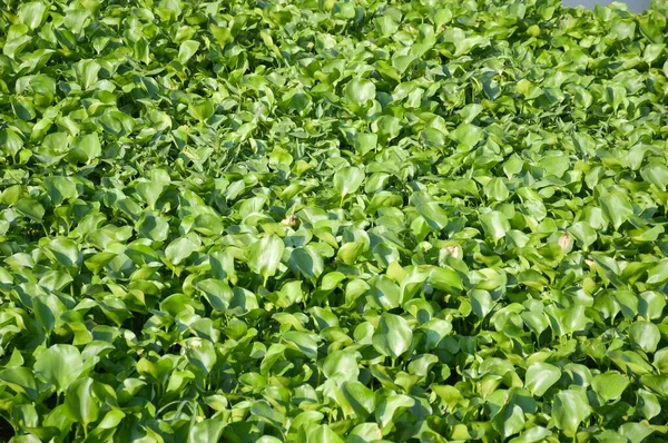 Čerstvá Zelená Voda Hyacint Rostlina Přírodě Zahrada — Stock fotografie