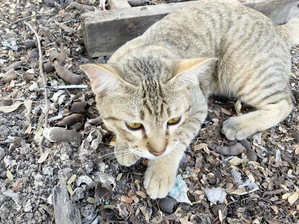 Şirin Tekir Kedi Yerde — Stok fotoğraf