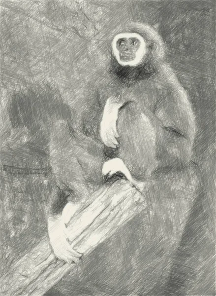 Kunst Zeichnung Schwarz Und Weiß Von Affen — Stockfoto