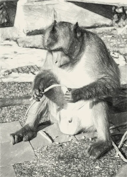 art drawing black and white of monkey