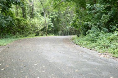 Chonburi, Tayland 'da ormanda yol.