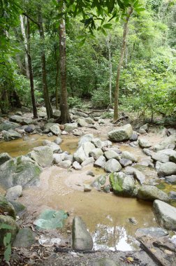 Tayland 'da doğa ormanı