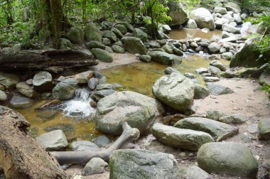 Tayland 'da doğa ormanı