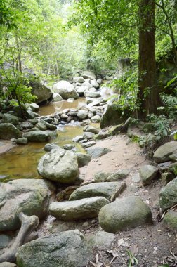 Tayland 'da doğa ormanı