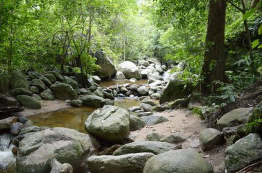 Tayland 'da doğa ormanı