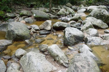Tayland 'da doğa ormanı