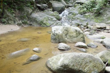 Tayland 'da doğa ormanı