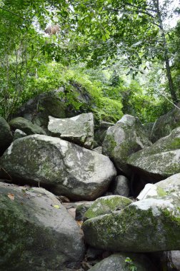 Tayland 'da doğa ormanı