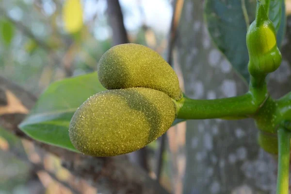 Jackfruit Дереве Саду — стоковое фото