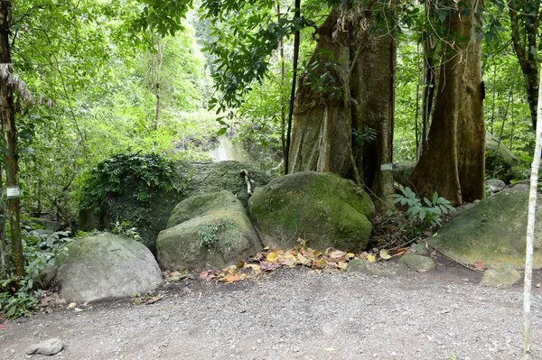 Hutan Alam Negara Thailand — Stok Foto