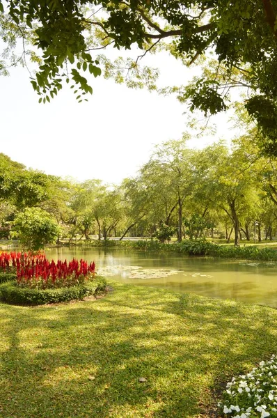 Flower Garden Country Thailand — Stock Photo, Image