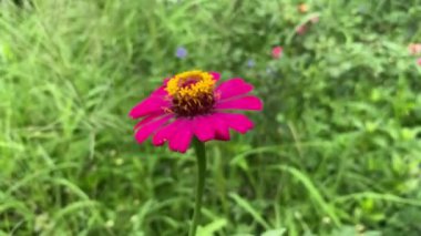 Doğa bahçesinde pembe zinnia çiçeği
