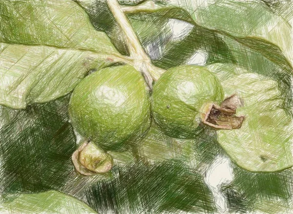 Výtvarné Kreslení Barva Guava Ovoce Zahradě — Stock fotografie