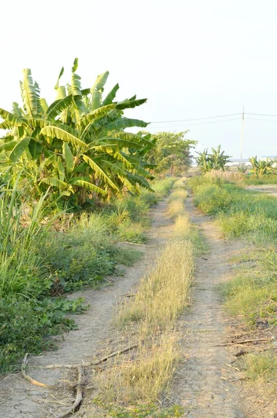 Onverharde Weg Het Land Nakhon Nayok Thailand — Stockfoto