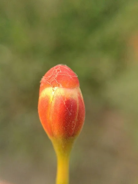 Bocciolo Rosso Fiore Nel Giardino Della Natura — Foto Stock