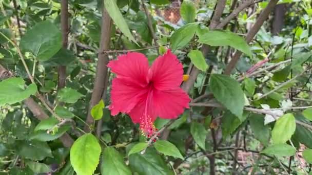 Flori Hibiscus Roșu Grădină Natură — Videoclip de stoc